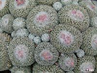 Epithelantha mix (by 25 or 50 seeds)